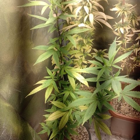 Banana Purple Punch #1 growlog timeline photo