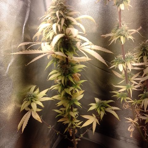 Amnesia H-Pro 2 growlog timeline photo