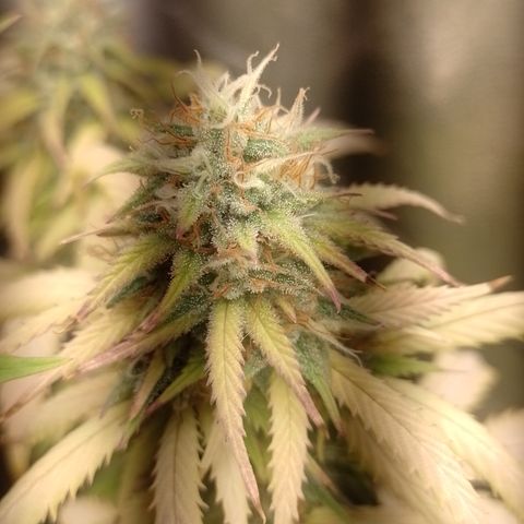 Amnesia H-Pro 2 growlog timeline photo