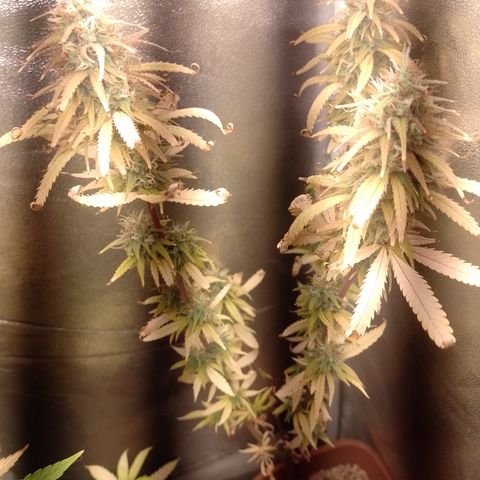 Amnesia H-Pro 1 growlog timeline photo