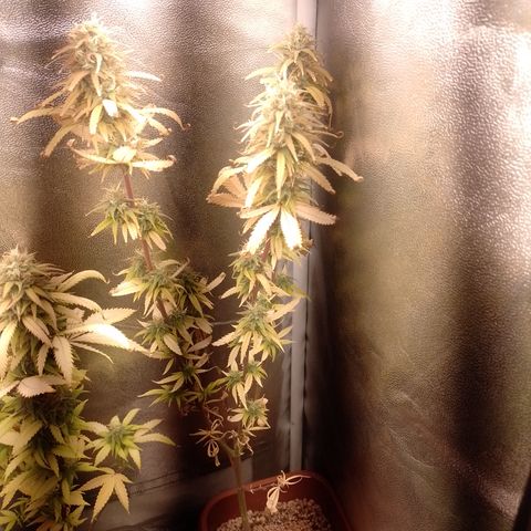 Amnesia H-Pro 1 growlog timeline photo
