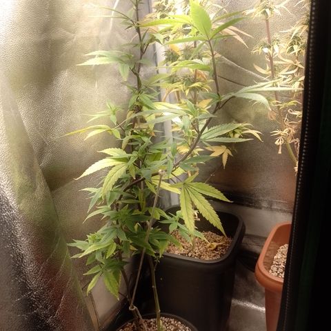 Banana Purple Punch #1 growlog timeline photo