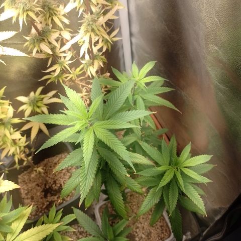 Sweet Cherry Pie 3 growlog timeline photo