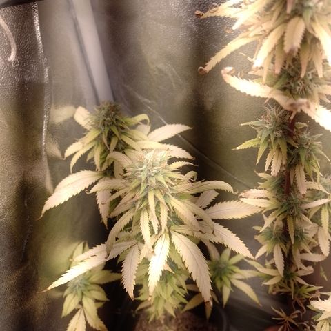 Amnesia H-Pro 2 growlog timeline photo