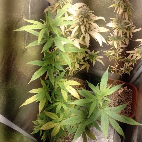 Banana Purple Punch #1 growlog timeline photo