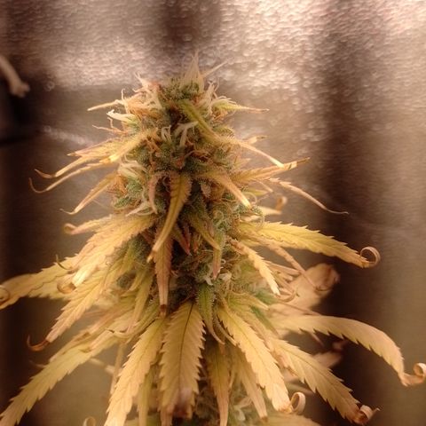 Amnesia H-Pro 1 growlog timeline photo