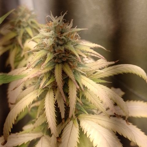 Amnesia H-Pro 2 growlog timeline photo