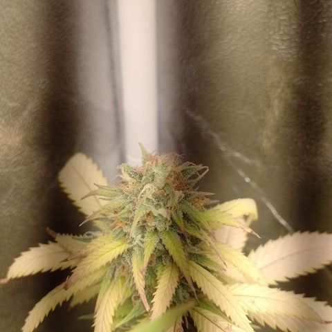Amnesia H-Pro 2 growlog timeline photo