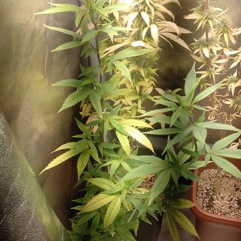 Banana Purple Punch #1 growlog timeline photo