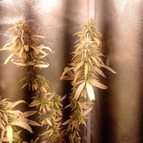 Amnesia H-Pro 1 growlog timeline photo