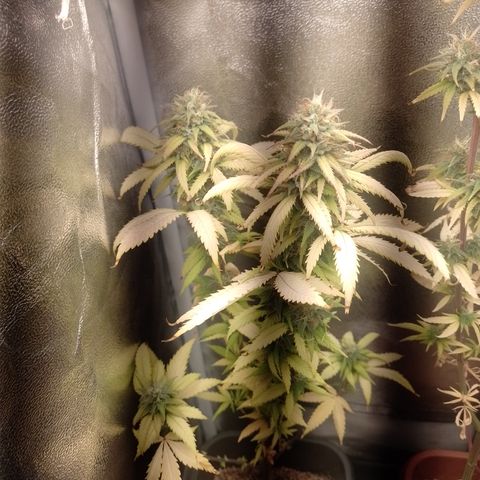 Amnesia H-Pro 2 growlog timeline photo
