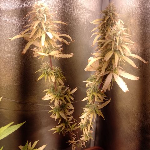 Amnesia H-Pro 1 growlog timeline photo