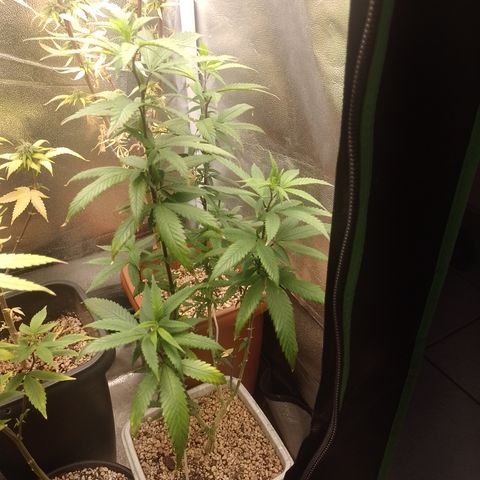 Sweet Cherry Pie 3 growlog timeline photo