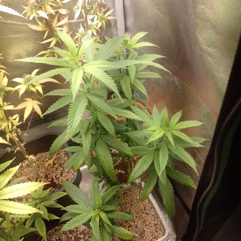 Sweet Cherry Pie 3 growlog timeline photo
