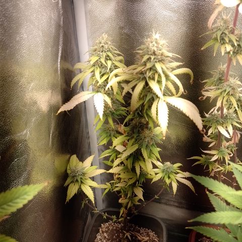Amnesia H-Pro 2 growlog timeline photo