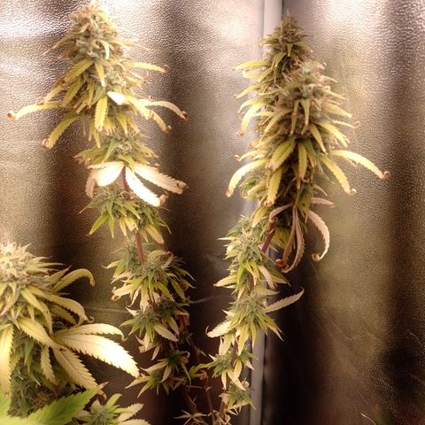 Amnesia H-Pro 1 growlog timeline photo