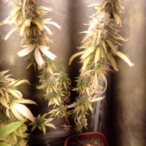 Amnesia H-Pro 1 growlog timeline photo