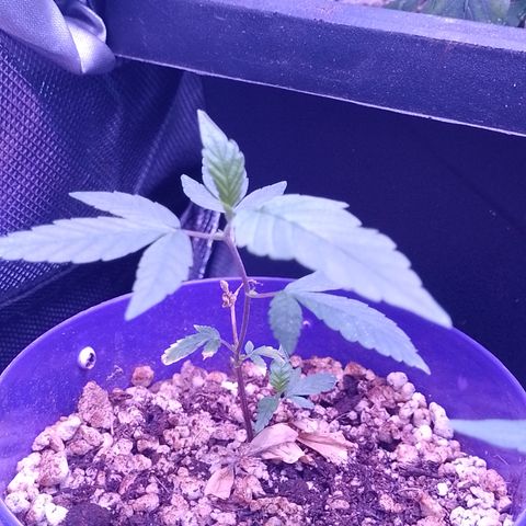 Banana Purple Punch 3 growlog timeline photo