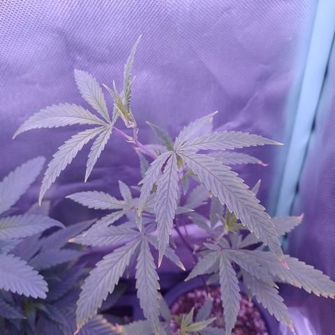 Purple Guetto growlog timeline photo