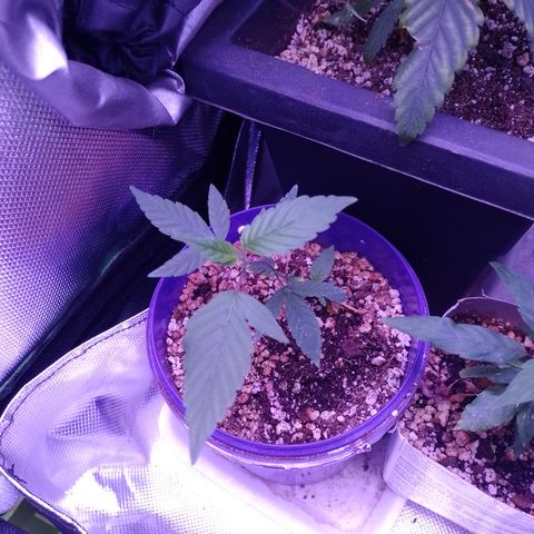 Banana Purple Punch 3 growlog timeline photo