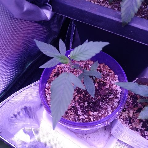 Banana Purple Punch 3 growlog timeline photo