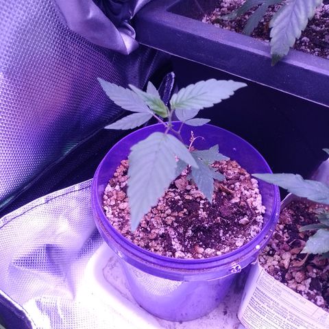 Banana Purple Punch 3 growlog timeline photo