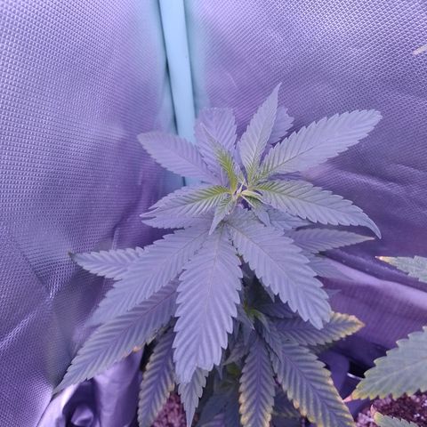 Sweet Cherry Pie #2 growlog timeline photo