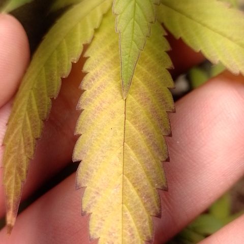 Banana Purple Punch #1 growlog timeline photo