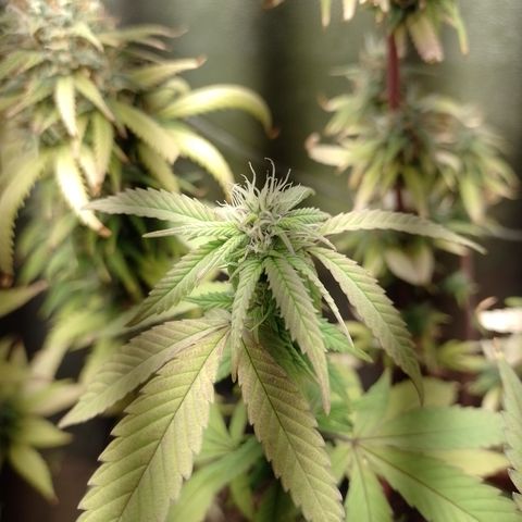 Banana Purple Punch #1 growlog timeline photo