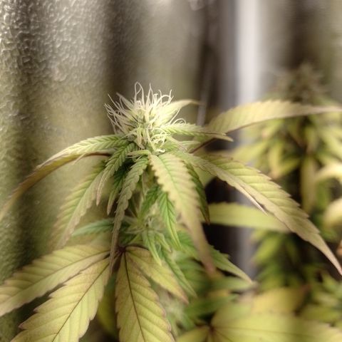 Banana Purple Punch #1 growlog timeline photo