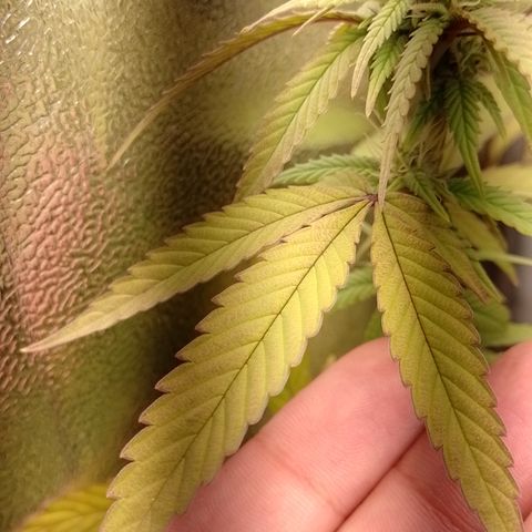 Banana Purple Punch #1 growlog timeline photo