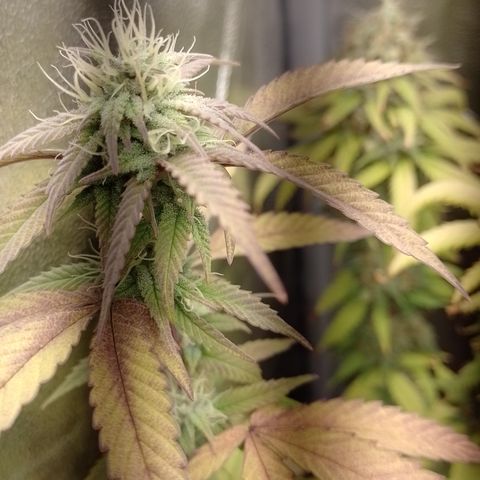 Banana Purple Punch #1 growlog timeline photo