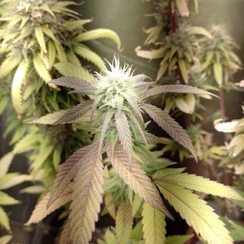 Banana Purple Punch #1 growlog timeline photo