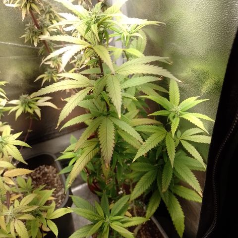 Sweet Cherry Pie 3 growlog timeline photo