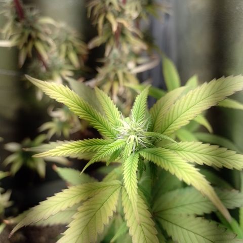 Sweet Cherry Pie 3 growlog timeline photo