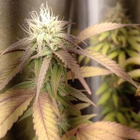 Banana Purple Punch #1 growlog timeline photo