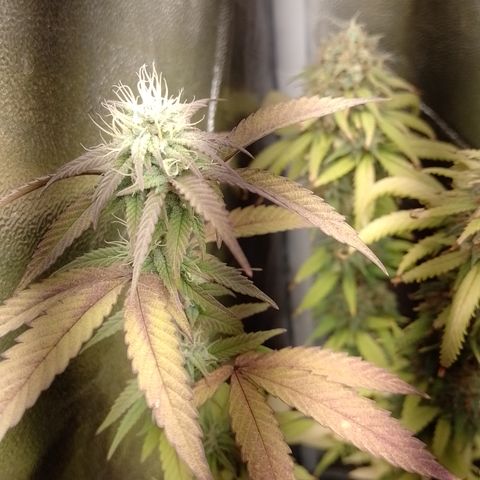Banana Purple Punch #1 growlog timeline photo