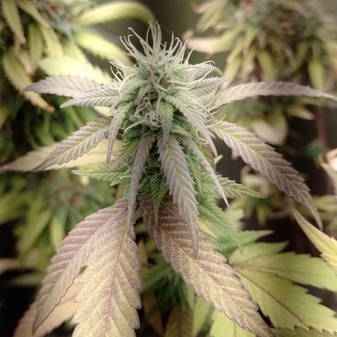 Banana Purple Punch #1 growlog timeline photo