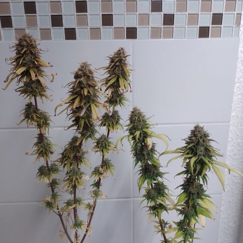 Amnesia H-Pro 1 growlog timeline photo