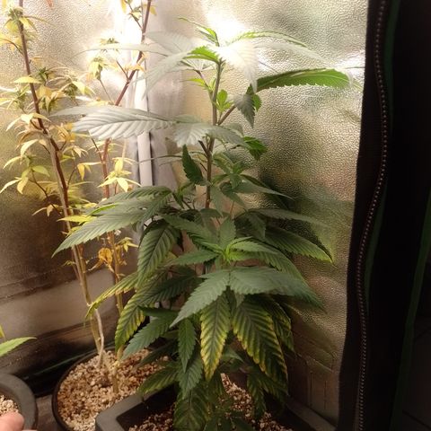 Sweet Cherry Pie #2 growlog timeline photo