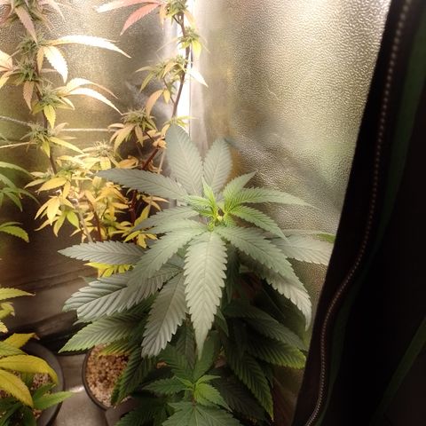 Sweet Cherry Pie #2 growlog timeline photo