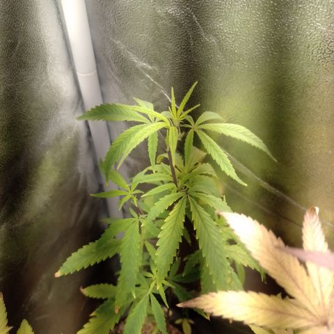 Purple Guetto growlog timeline photo