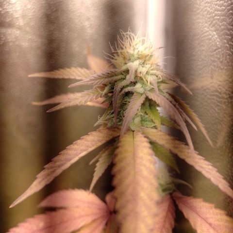 Banana Purple Punch #1 growlog timeline photo