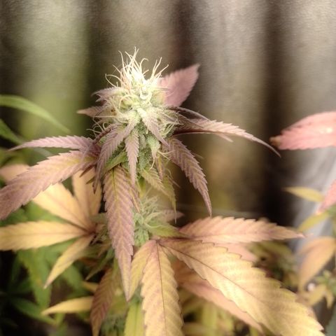 Banana Purple Punch #1 growlog timeline photo