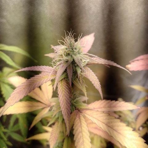 Banana Purple Punch #1 growlog timeline photo