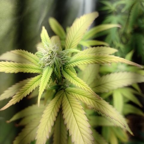Sweet Cherry Pie 3 growlog timeline photo