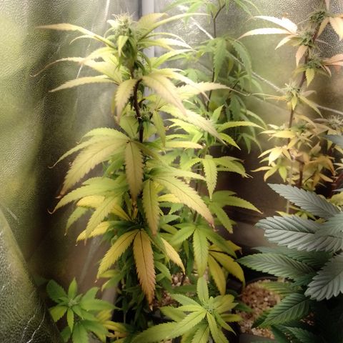 Sweet Cherry Pie 3 growlog timeline photo
