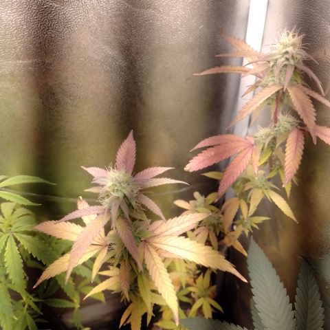 Banana Purple Punch #1 growlog timeline photo