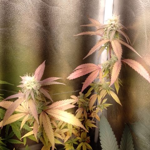 Banana Purple Punch #1 growlog timeline photo