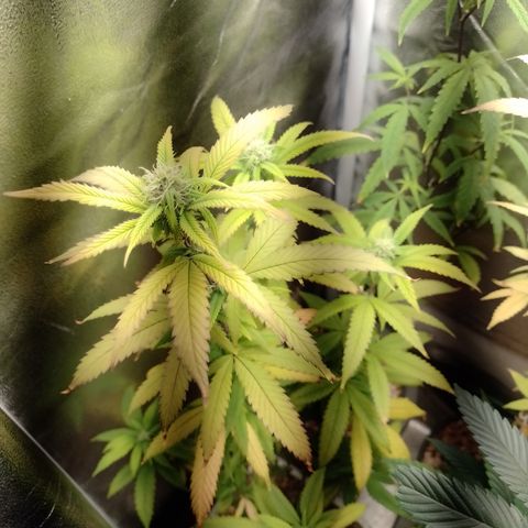 Sweet Cherry Pie 3 growlog timeline photo